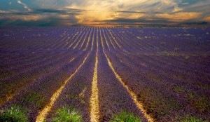 Seen here is a gorgeous sunset over a lavender field Provence, France. The photograph, taken by Vincent Brassine was captured in the commune of Revest-du-Bion. Located in southeastern France, Provence is world-renowned for their incredible lavender fields. I can smell it from here!